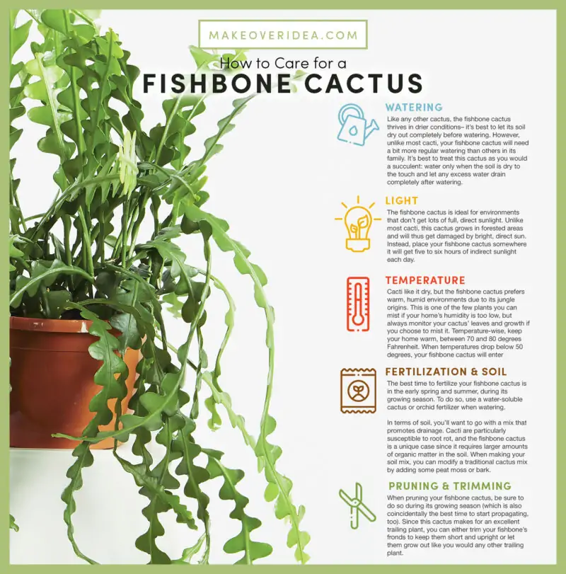 fishbone cactus care requirements