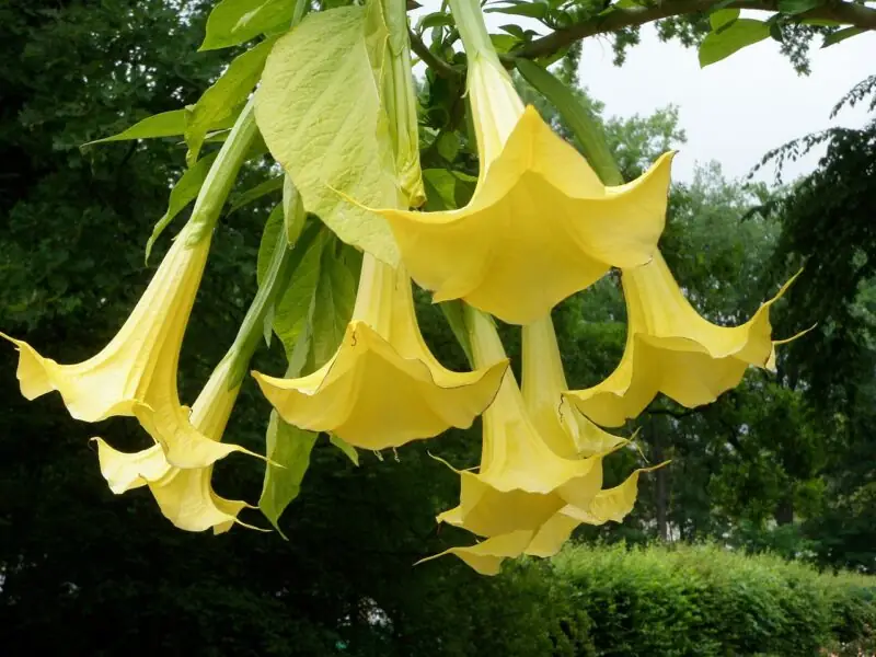 Angels Trumpet