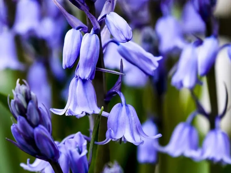 Bluebell