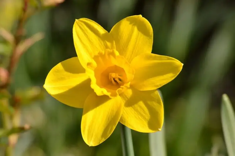 Daffodil