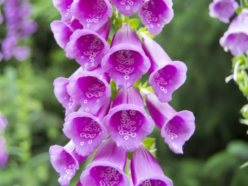 Foxglove