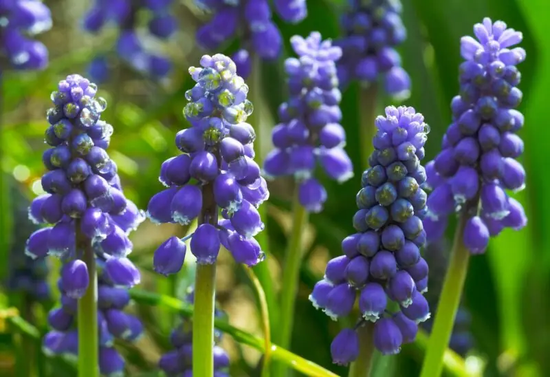 Grape Hyacinth