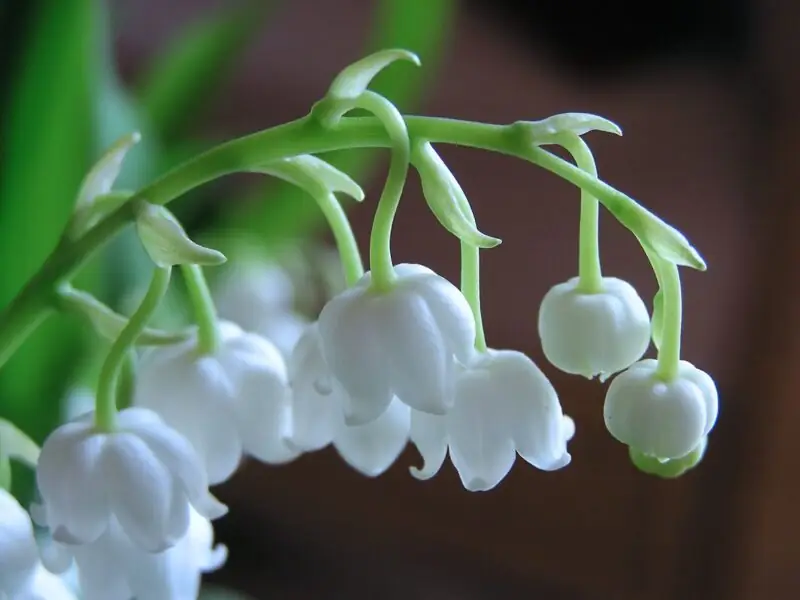 Lily Of The Valley