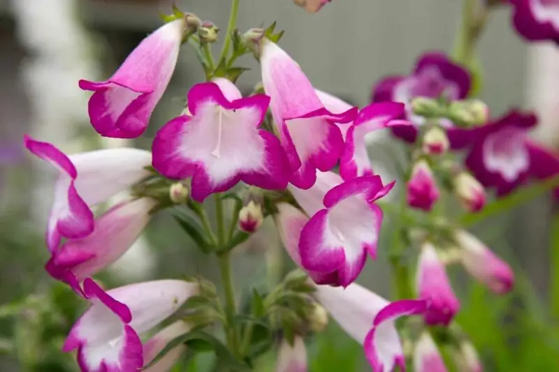 Penstemon