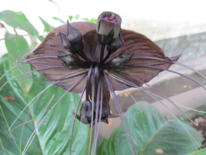 The Bat Flower