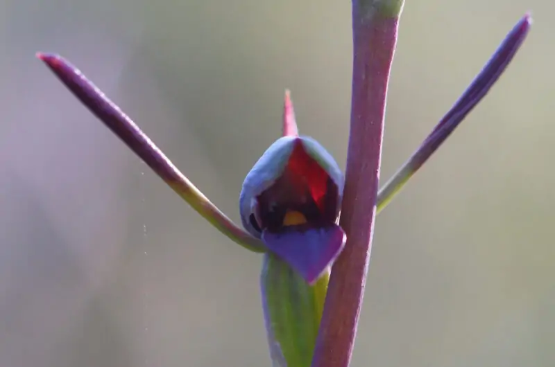 The Bird s Mouth Orchid