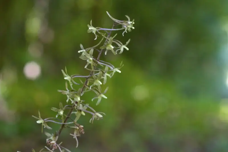 The Crane fly Orchid