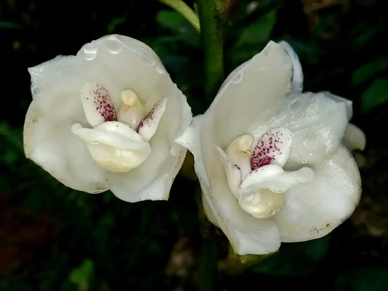 The Dove Orchid