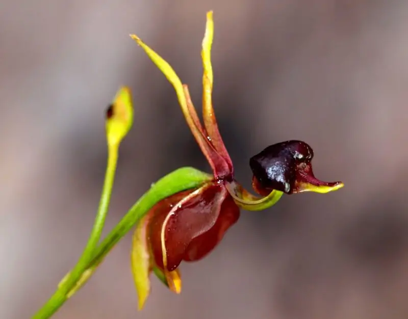 The Duck Orchid