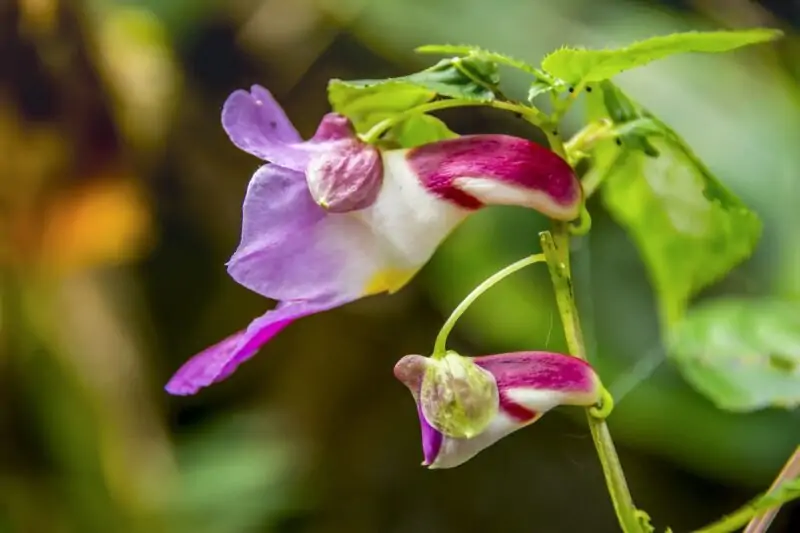 The Parrot Flower