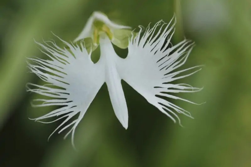 The White Egret Orchid