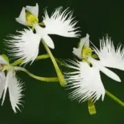 flowers that look like birds