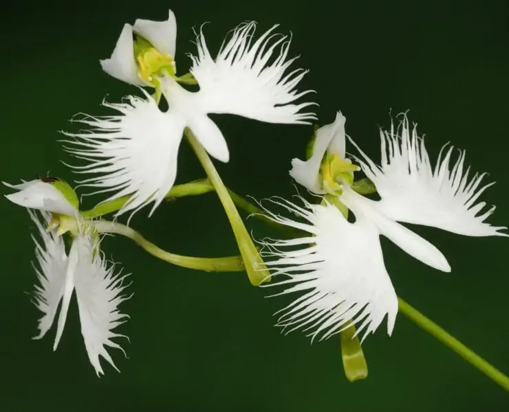 flowers that look like birds