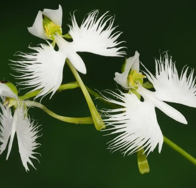 flowers that look like birds