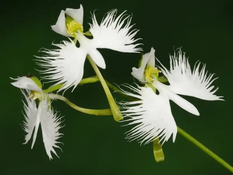 flowers that look like birds