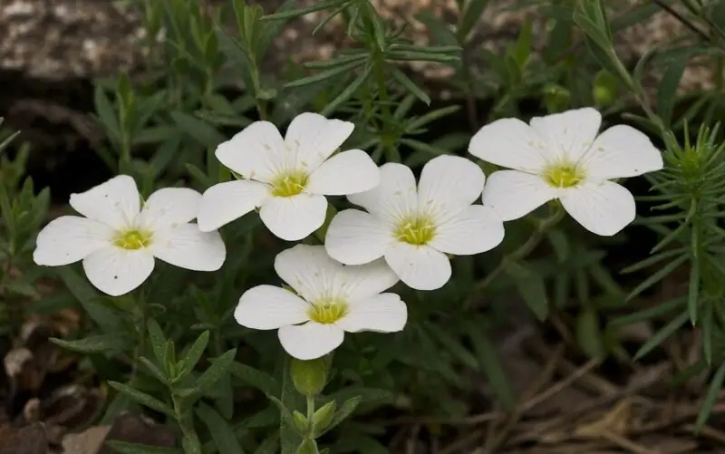 Arenaria Montana