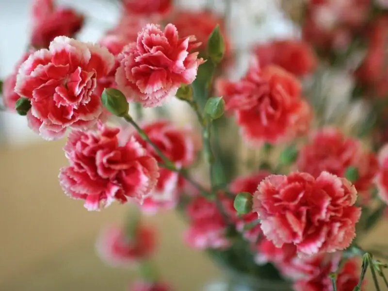 Carnations