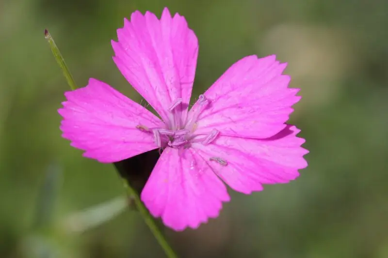 Carthusian Pink