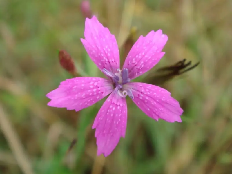 Deptford Pink