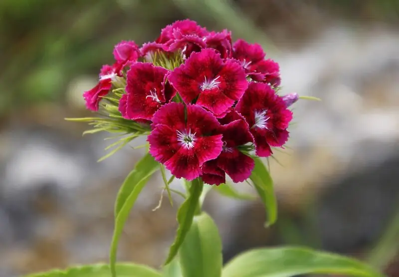 Dianthus Barbatus