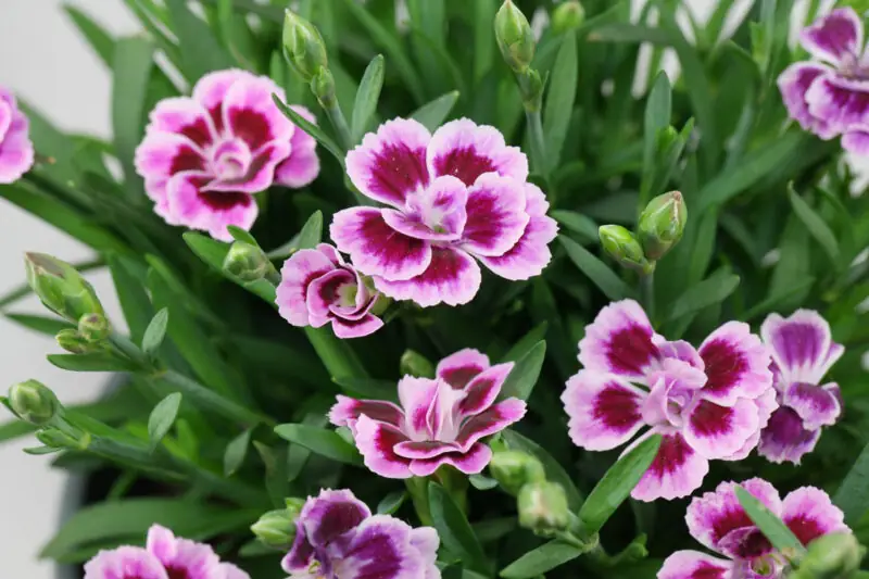 Dianthus Caryophyllus