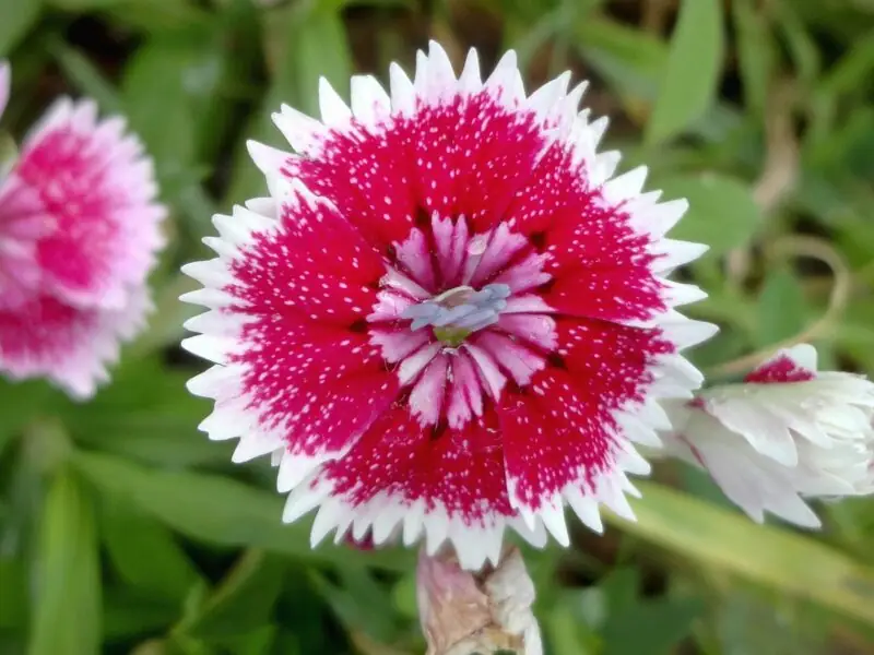 Dianthus Chinensis