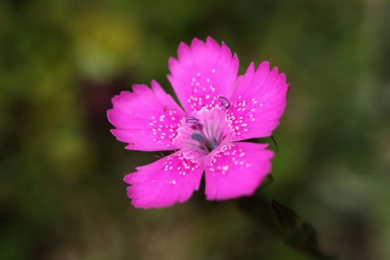 Dianthus Deltoides