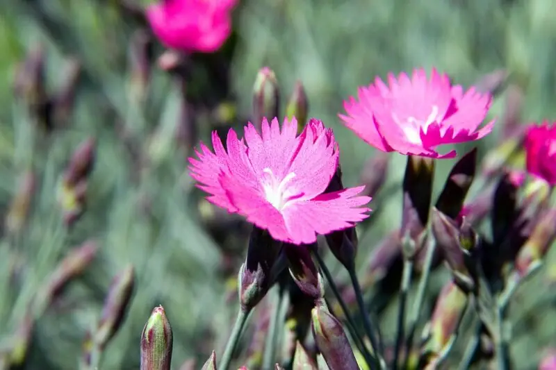 Dianthus Gratianopolitanus