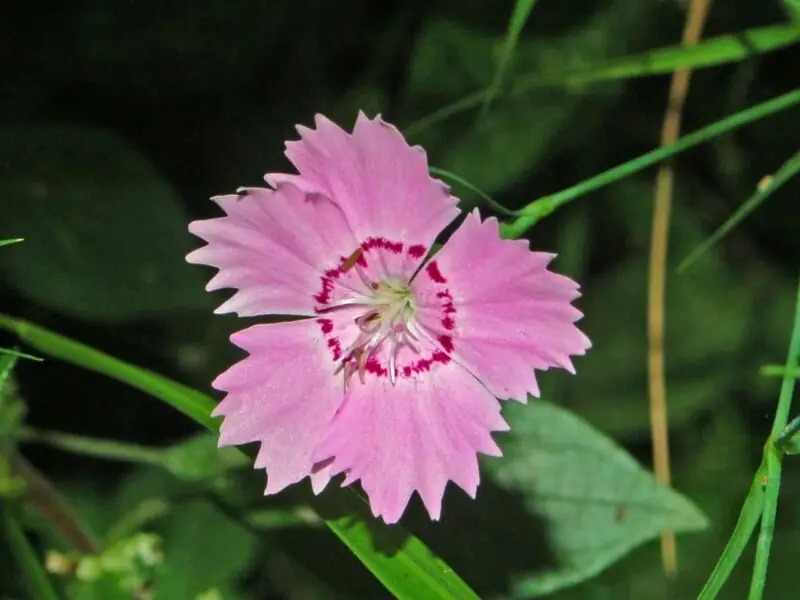 Dianthus seguieri