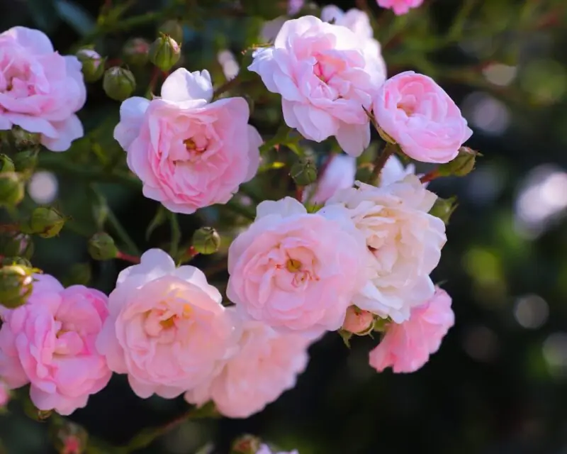 Garden Pinks