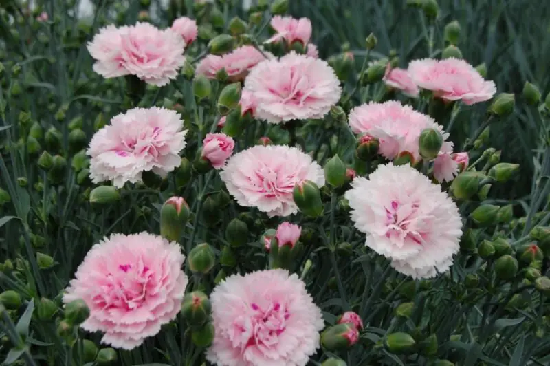 Georgia Peach Dianthus