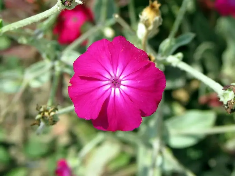 Lychnis Coronaria