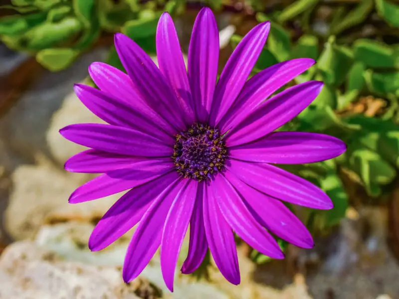 African Daisies