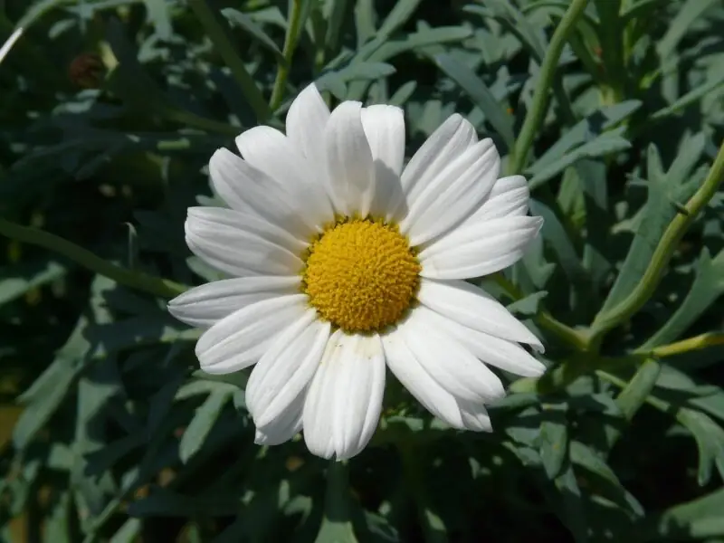 Argyranthemum