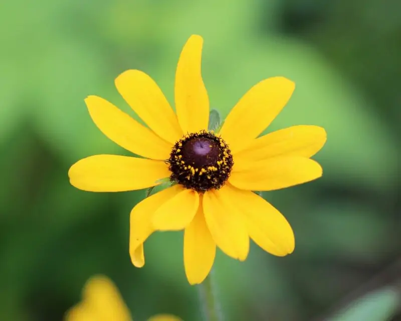 Black eyed Susan