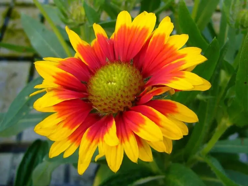 Blanket Flower