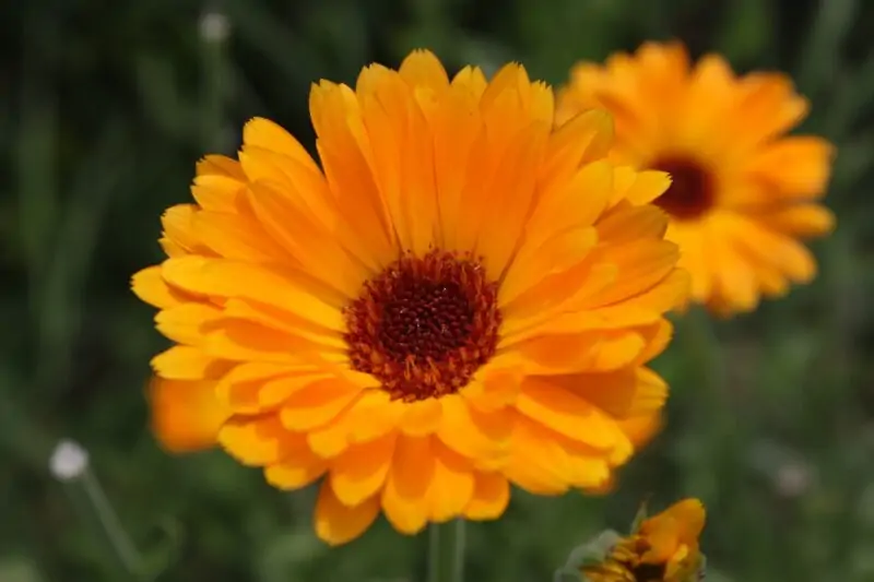 Calendula