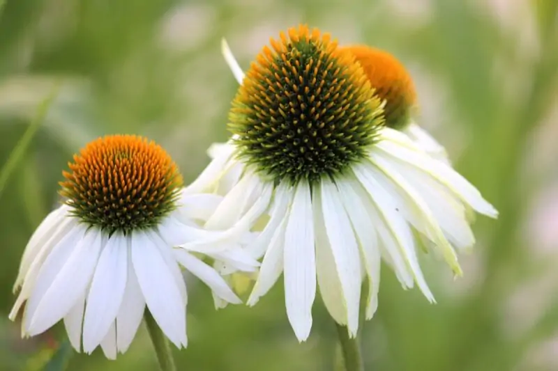 Coneflower