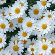 Daisies