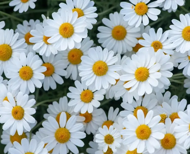 Daisies