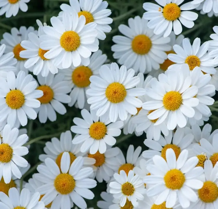 Daisies