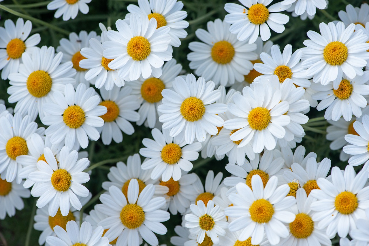 20 Different Flowers That Look Like Daisies