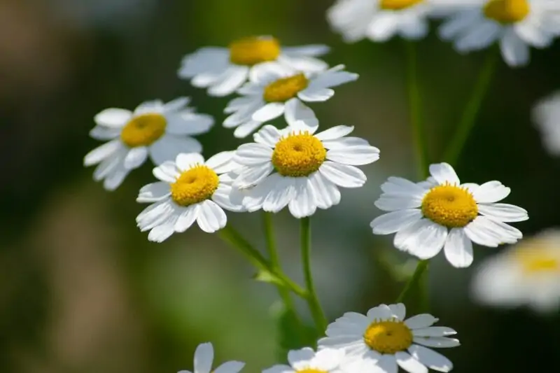 Feverfew