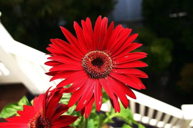 Gerbera Daisies