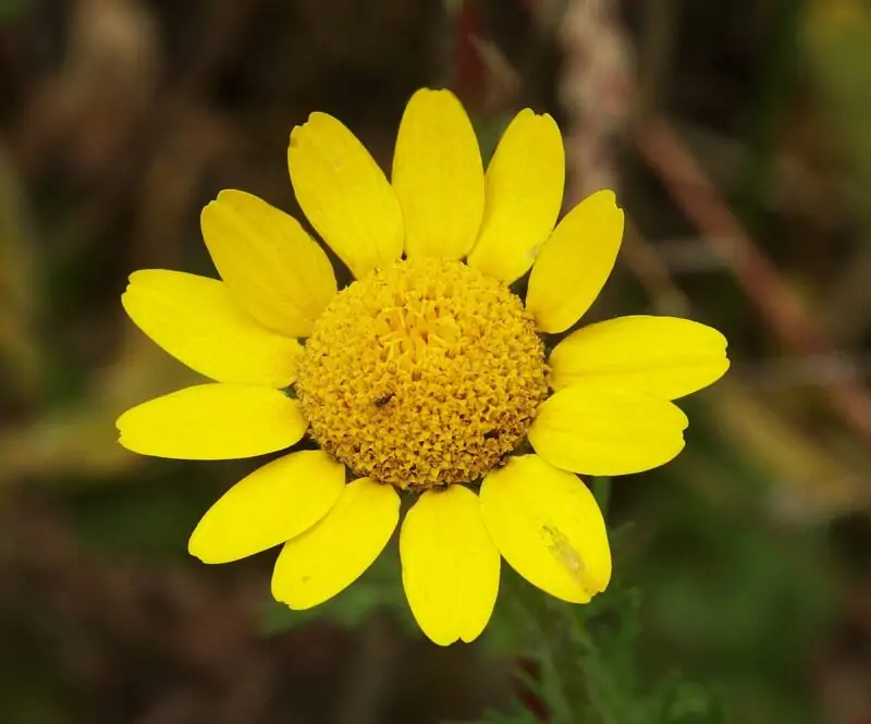 Golden Marguerite