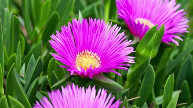 Ice Plant