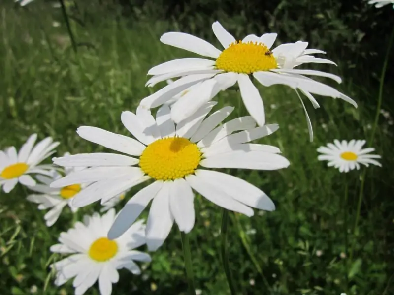 Leucanthemum vulgare