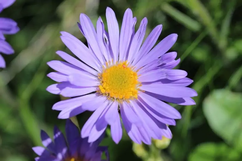 Michaelmas Daisy