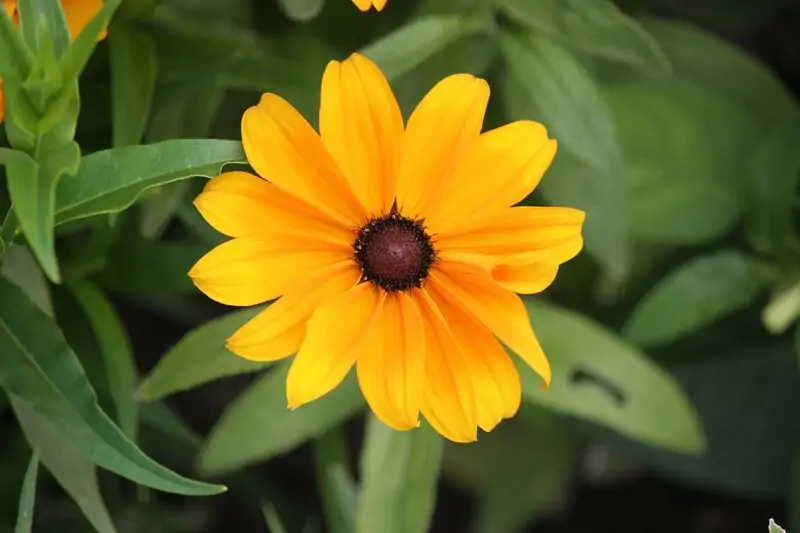 Rudbeckia hirta