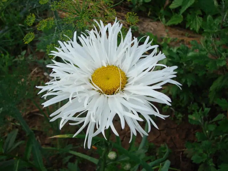 Shasta Daisy